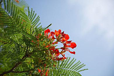 健康原因难以为继 日本《街霸》冠军选手